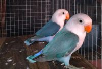 Lovebird Kepala Elang