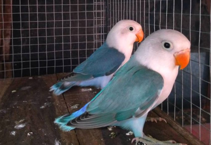 Lovebird Kepala Elang