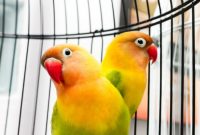 Download Suara Burung Lovebird MP3