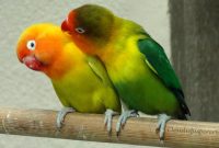 Mengenal Burung Lovebird