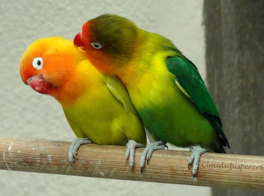 Mengenal Burung Lovebird