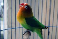 Lovebird Palamas