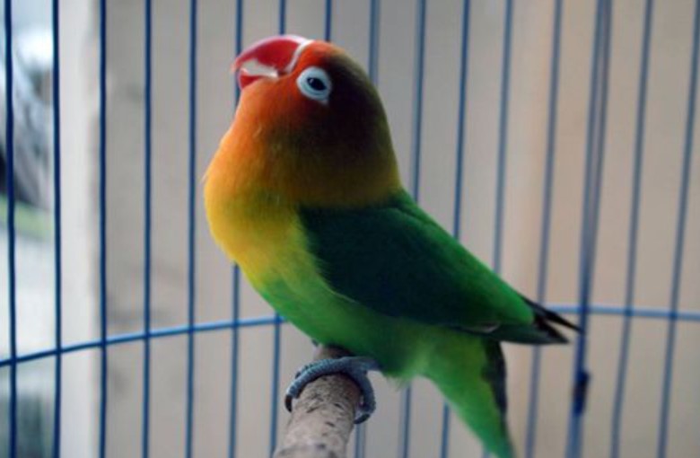 Lovebird Palamas