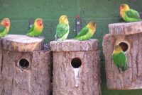 Makanan Lovebird Saat Mengeram dan Meloloh