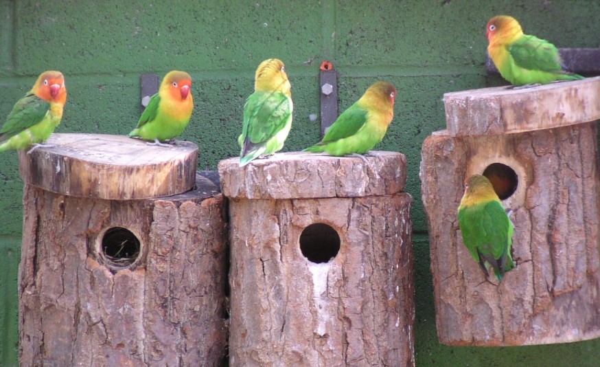 Makanan Lovebird Saat Mengeram dan Meloloh