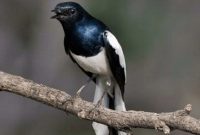 Burung Kacer Kalimantan