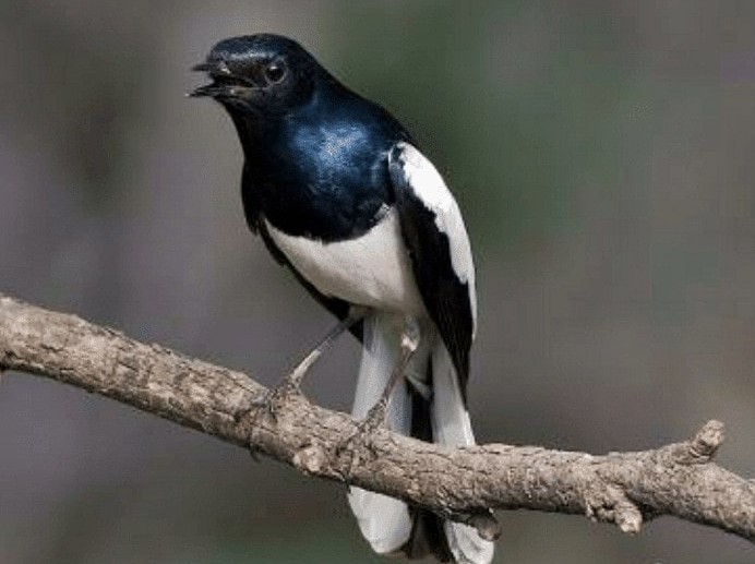 Burung Kacer Kalimantan