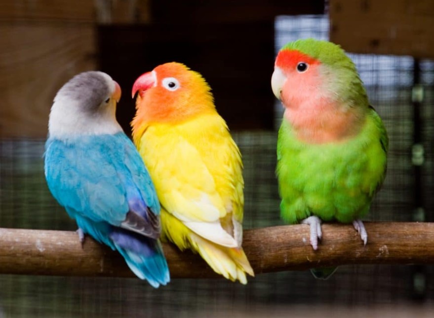 Lovebird Holland