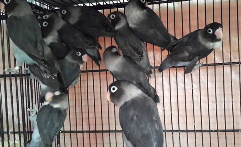 Cara Mencetak Lovebird Batman