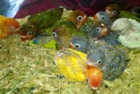 Cara Mencetak Anakan Lovebird Pasvio