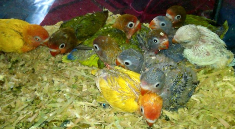 Cara Mencetak Anakan Lovebird Pasvio