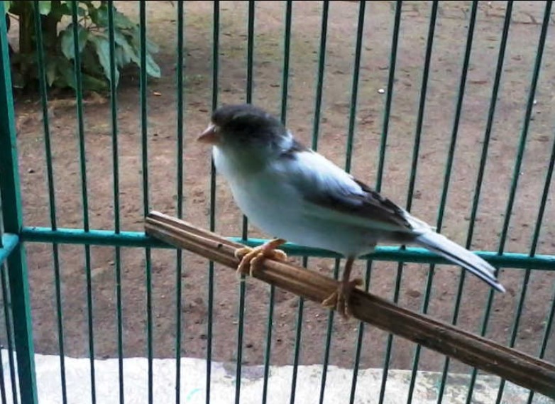 Burung Kenari Starblue