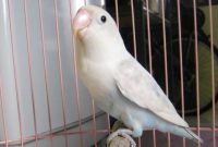 Mengenal Lovebird Pasput