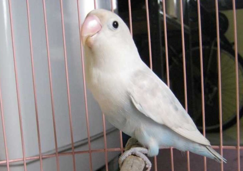 Mengenal Lovebird Pasput