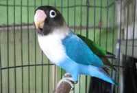 Cara Mencetak Lovebird Mangsi