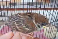 Makanan Burung Gereja Anakan