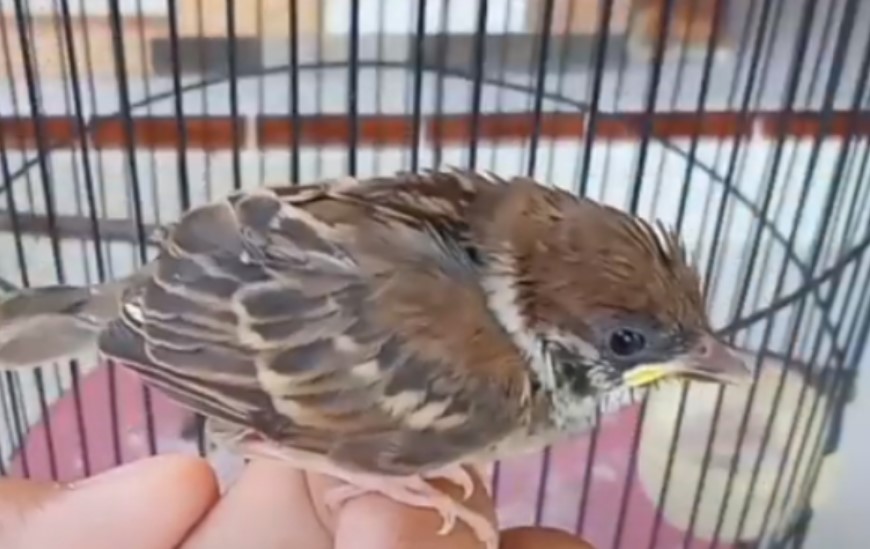 Makanan Burung Gereja Anakan