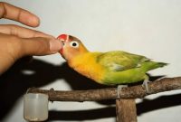 Manfaat Kunyit untuk Lovebird