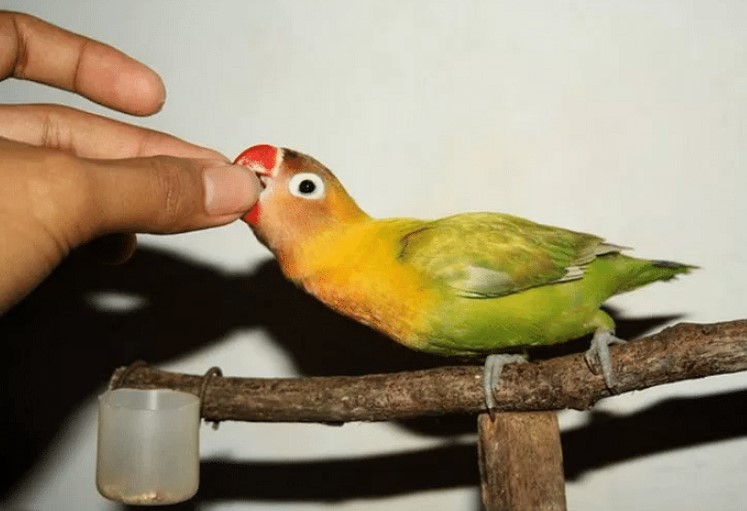 Manfaat Kunyit untuk Lovebird