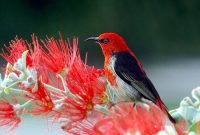 Makanan Burung Kemade