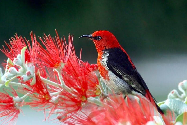 Makanan Burung Kemade