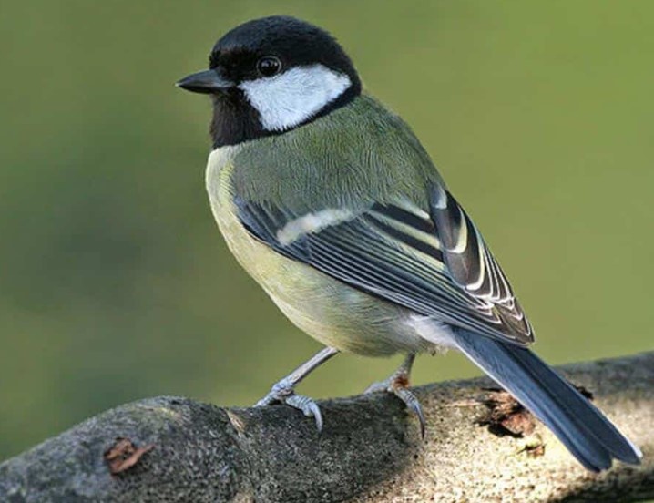 Makanan Favorit Burung Gelatik Wingko