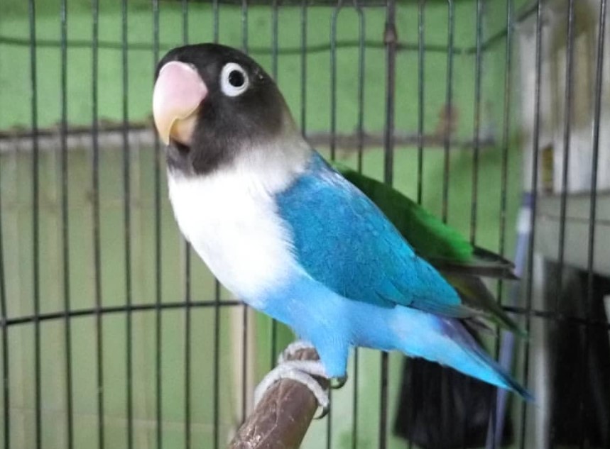 Cara Mencetak Lovebird Mangsi