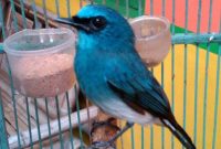 Download Suara Burung Selendang Biru