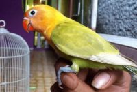 Cara Mengatasi Lovebird Nglemak