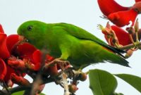 Jenis Makanan Burung Serindit