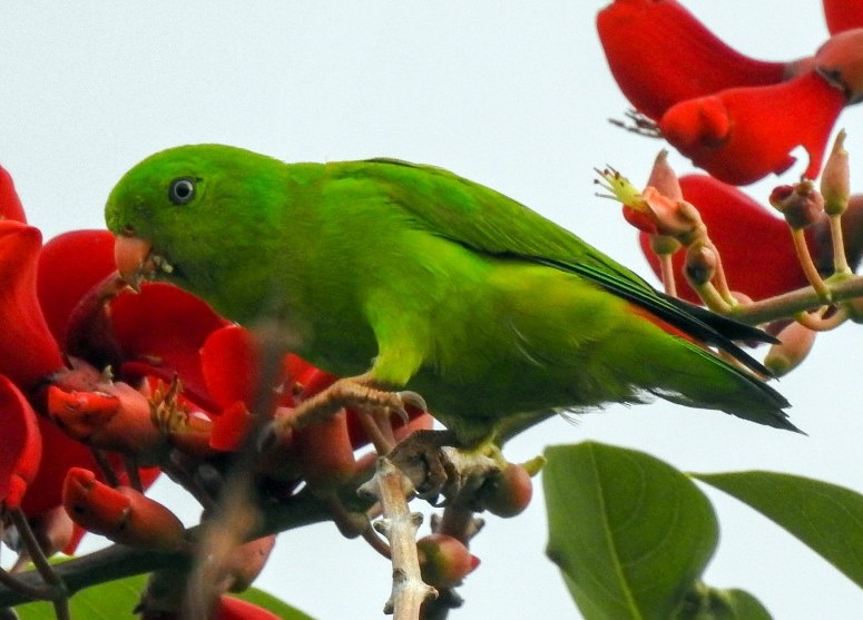 Jenis Makanan Burung Serindit