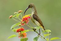 Mengenal Jenis Burung Pijantung