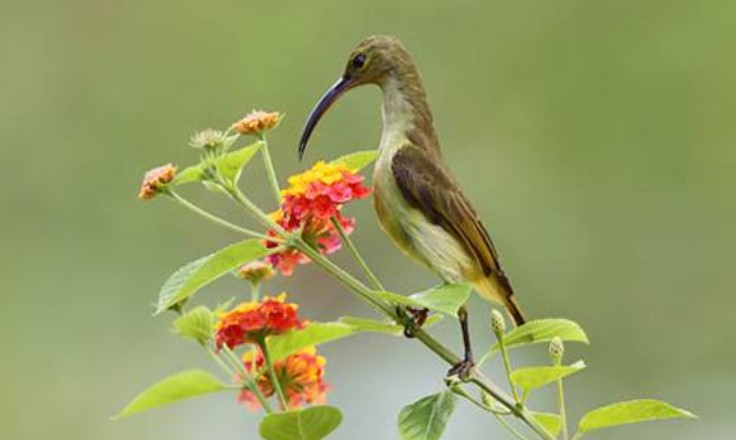 Mengenal Jenis Burung Pijantung