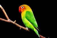 Download Suara Lovebird Minor Mp3