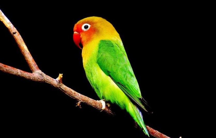 Download Suara Lovebird Minor Mp3