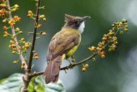 Cara Merawat Burung Cucak Jenggot Supaya Gacor