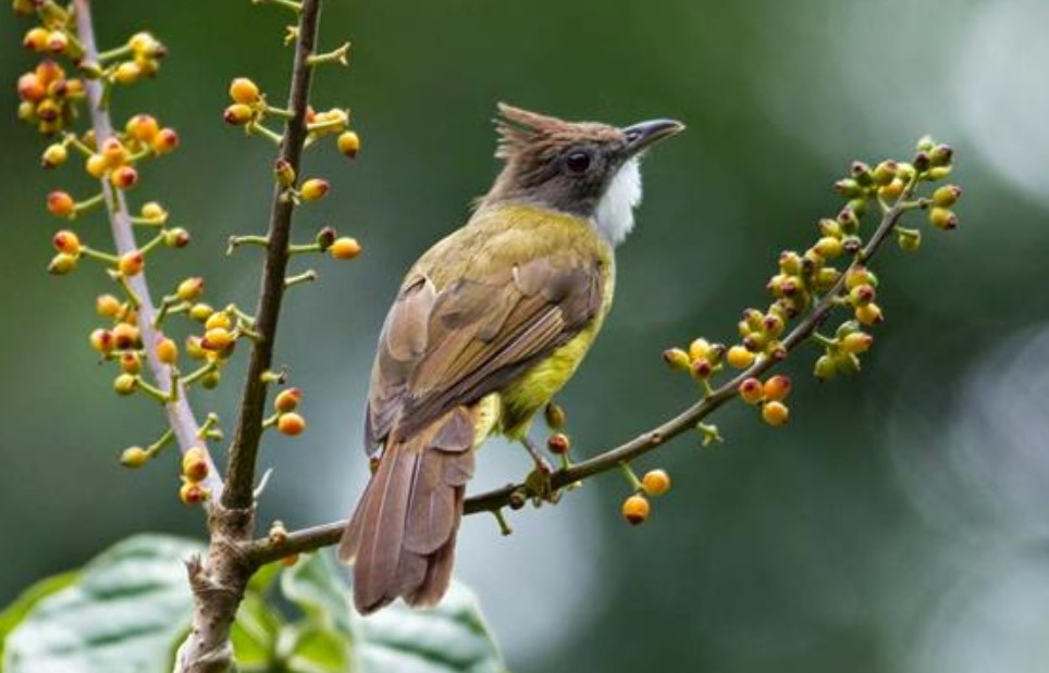 Cara Merawat Burung Cucak Jenggot Supaya Gacor