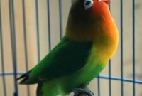 Cara Menaikan Birahi Lovebird Jantan