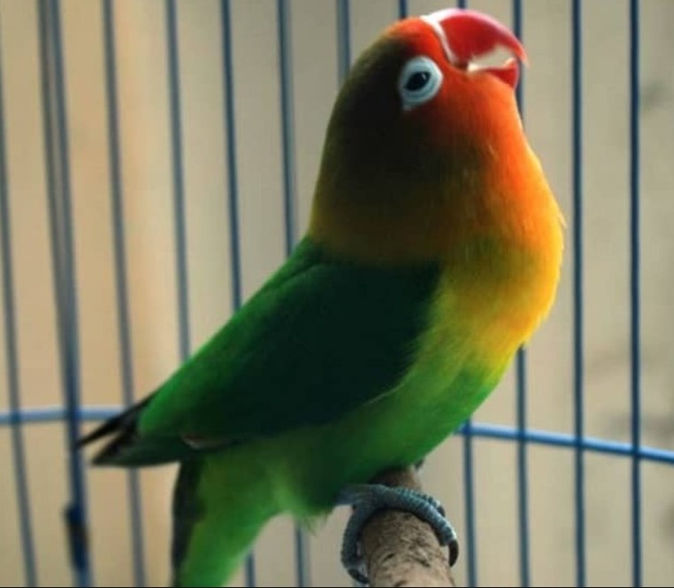 Cara Menaikan Birahi Lovebird Jantan