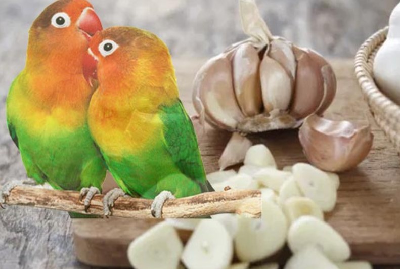 Manfaat Bawang Putih Untuk Lovebird