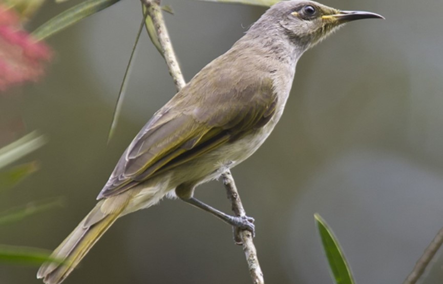 Ciri-Ciri Fisik Burung Cucak Kombo