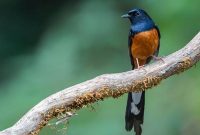 Burung Murai Batu Jambi