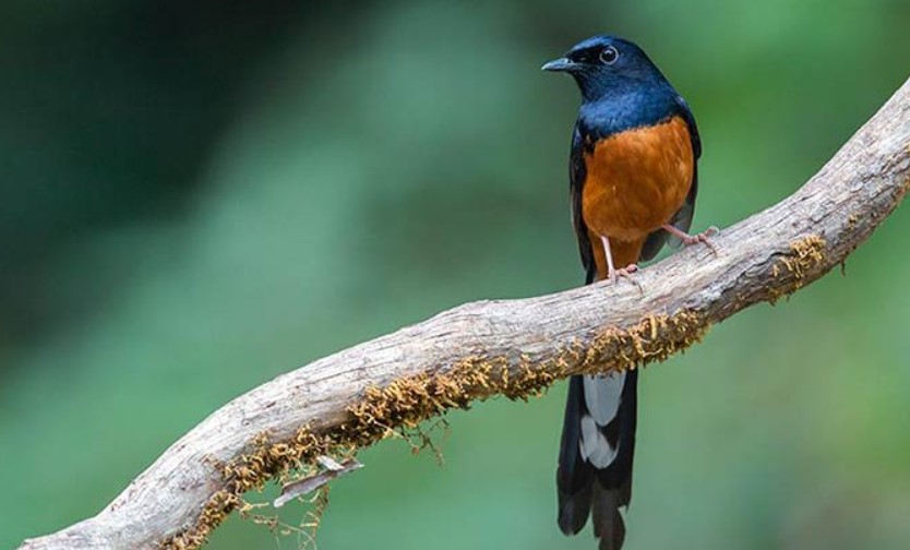 Burung Murai Batu Jambi