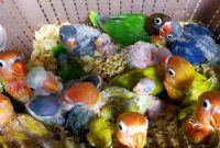 Makanan Anakan Lovebird Umur 2 Bulan