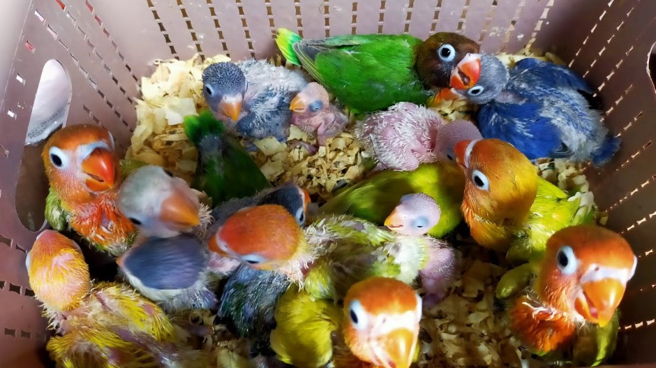 Makanan Anakan Lovebird Umur 2 Bulan