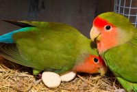 Cara Mengatasi Telur Lovebird Zonk