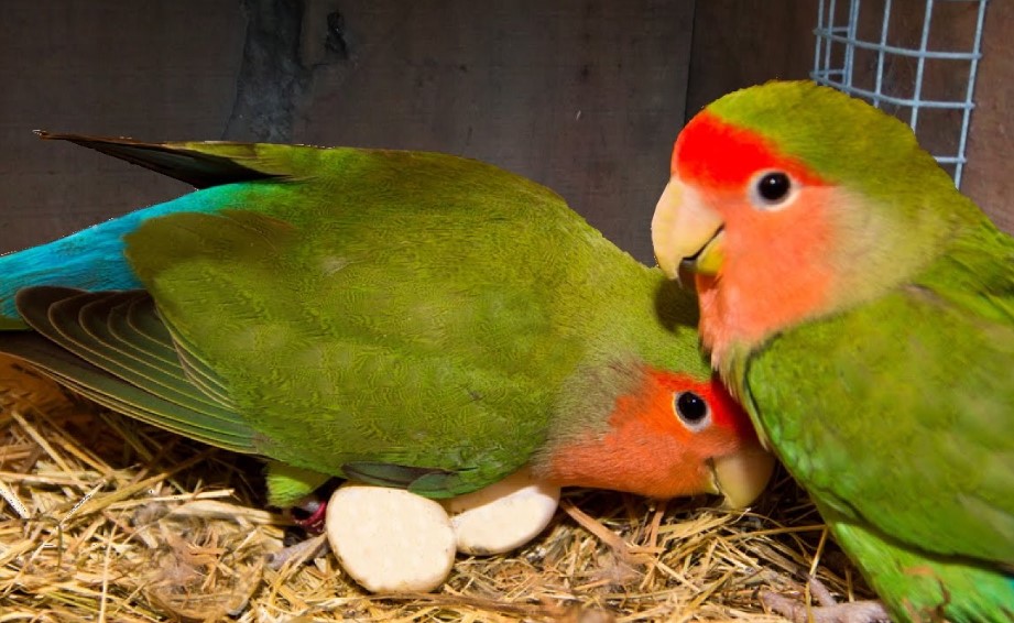 Cara Mengatasi Telur Lovebird Zonk