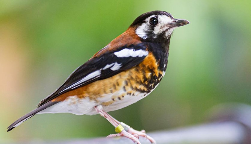 Ciri Burung Anis Macan Jantan