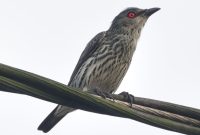 Mengenal Jenis Burung Siri Siri