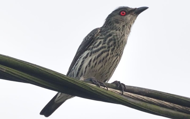 Mengenal Jenis Burung Siri Siri